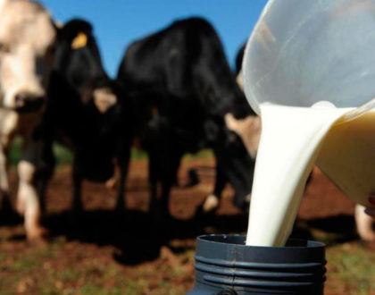 Leite: custo da produção dificulta para o pequeno produtor, diz ministra