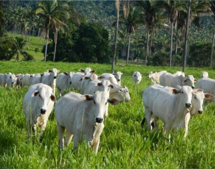 Recuperação de pasto: herbicida e divisão podem aumentar lotação em mais de 200%