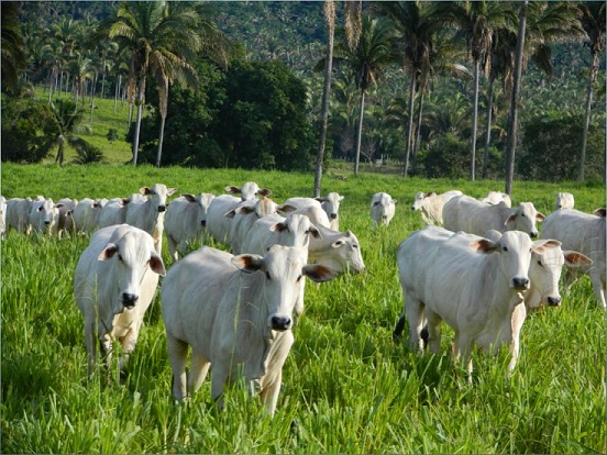 Recuperação de pasto: herbicida e divisão podem aumentar lotação em mais de 200%
